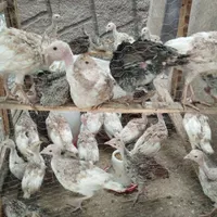 تعدادی جوجه بوقلمون