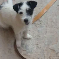 سگ خونگی خوشگل|سگ|بجنورد, |دیوار