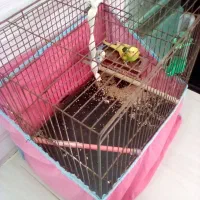 مرغ عشق باقفس ولوازم|پرنده|لاهیجان, بازکیاگوراب|دیوار