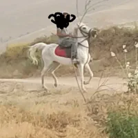 مادیان