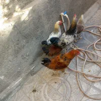 فروش مرغ وخروس