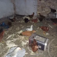 جوجه خروس
