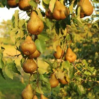عناب کامکوات نهال کیوی موز