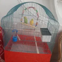 مرغ عشق