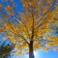 کلید دار ویلا استخر دار .در هفت باغ،ابیاری و هرس|خدمات باغبانی و درختکاری|ماهان, |دیوار