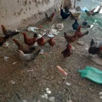 مرغ  گلپایگان تخمی
