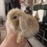 خرگوش لوپ.مینیاتوری.انقورا