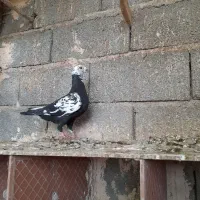 کبوتر