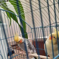 فروش یک جفت عروس هلندی دستی نر و ماده|پرنده|شیراز, شهرک جماران|دیوار