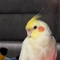 عروس هلندی گم شده