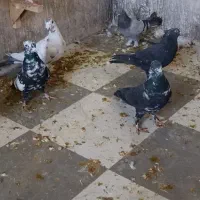 کفتر گرفتنی|پرنده|شیراز, تل حسین‌آباد|دیوار