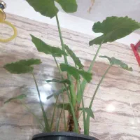 گلدان آپارتمانی