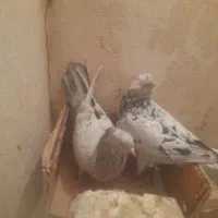 یک جفت سار
