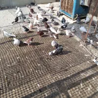 تعداد100کبوتریکجا|پرنده|تهران, بهارستان|دیوار