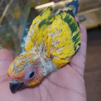 پرنده طوطیسانان جوجه طوطی ملزومات پرندگان راهب