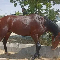 فروش اسب|اسب و تجهیزات اسب‌سواری|کرفتو, |دیوار