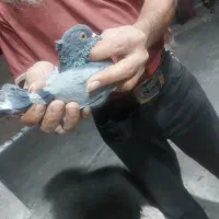 پرنده
