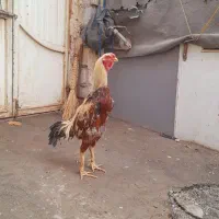 خروس لاری|حیوانات مزرعه|ماکو, |دیوار