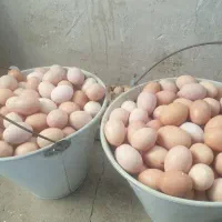 تخمه مرغ محلی روستایی|خوردنی و آشامیدنی|مریوان, |دیوار