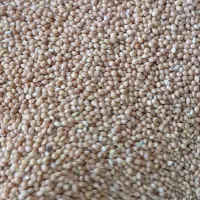 ارزن درجه 1محلی|عمدهفروشی|انابد, |دیوار