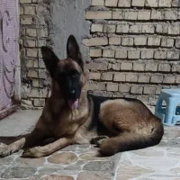 ژرمن شیپر ماده|سگ|بندر ماهشهر, |دیوار