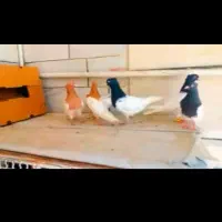 کفتر سینه کفتر کله|پرنده|آبدانان, |دیوار