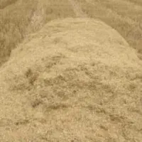 کاه گندم