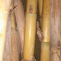 نی هفت بند|سازهای بادی|قره پشتلو, |دیوار