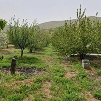 فروش  باغ صحنه دینور روستای احمد ابادو جیهون اباد|فروش دفتر صنعتی، کشاورزی، تجاری|صحنه, |دیوار