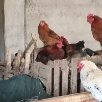 خروس محلی و درشت