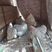 فروش کوشین لاوندر