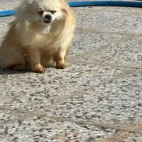 پامرانین خرسی