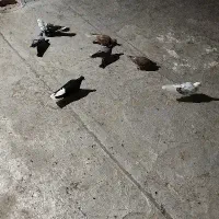 کفتر