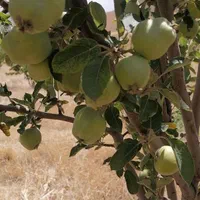 فروش خانه باغ موچش ۳۸۵۰ متری رمشت، ۱ خوابه|فروش خانه و ویلا|سنندج, |دیوار