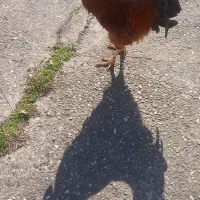 فروشی|حیوانات مزرعه|رشت, ولکس|دیوار