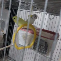 2جفت مرغ عشق و ...|پرنده|سبزوار, پاسداران|دیوار