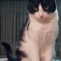 گربه گم شده