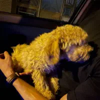 پودل سه ماهه نر