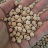 نخود ریز محلی فروش عمده کیسه ای