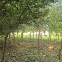 کدارزنده/۱۳۲۰۰متر خانه محوطه متری ۶۲۰هزار تومن