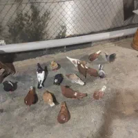 تعدادی کبوتر نوچه رنگی ودرشت