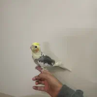 جوجه عروس سه ماهه|پرنده|شاهینشهر, گرگاب|دیوار