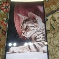 Redmi A5|موبایل|مشهد, رضاشهر|دیوار