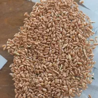 گندم میهن بذری