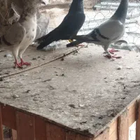 سلام درود|پرنده|سوسنگرد, |دیوار