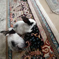 خرگوش دونه ای ۳۰۰|موش و خرگوش|پاکدشت, شهرک انقلاب|دیوار
