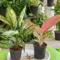 بار جدیدگیاه گلکده هلما گلی رسید|گل و گیاه طبیعی|رامهرمز, |دیوار