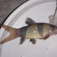 لوچ دلقک|ماهی|ری, جوانمرد قصاب|دیوار