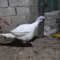 فروش بوقلمون نر