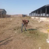 هرس کردن درخت|خدمات باغبانی و درختکاری|اردبیل, |دیوار